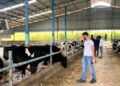 Why Animal Welfare Is the First Step to Better Dairy