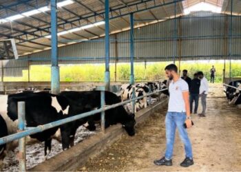 Why Animal Welfare Is the First Step to Better Dairy 