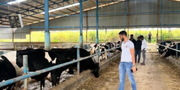Why Animal Welfare Is the First Step to Better Dairy