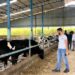Why Animal Welfare Is the First Step to Better Dairy